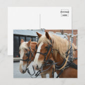 Mooie paarden met drijvende kracht briefkaart (Voorkant / Achterkant)