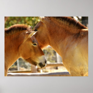 Mooie paarden poster