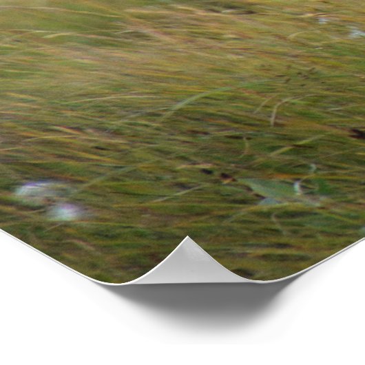 Mooie paarden poster (Hoek)