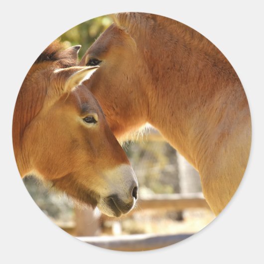 Mooie paarden ronde sticker (Voorkant)
