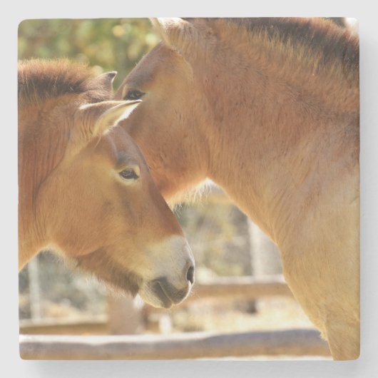 Mooie paarden stenen onderzetter (Voorkant)