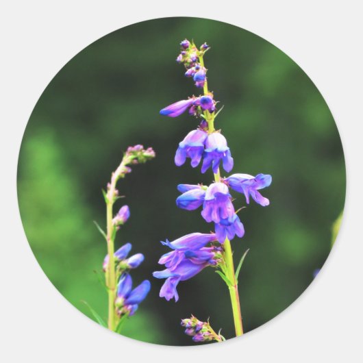 Mooie Paars wilde bloemen in Bloom in Canada Ronde Sticker (Voorkant)