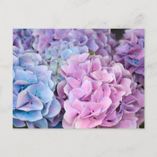 Mooie Paarse, Blauwe, Roze Hydrangea Bloemen Briefkaart