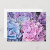 Mooie Paarse, Blauwe, Roze Hydrangea Bloemen Briefkaart (Voorkant / Achterkant)