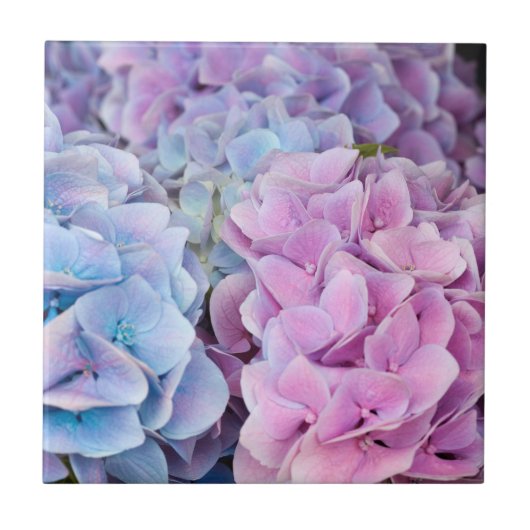 Mooie Paarse, Blauwe, Roze Hydrangea Bloemen Tegeltje (Voorkant)