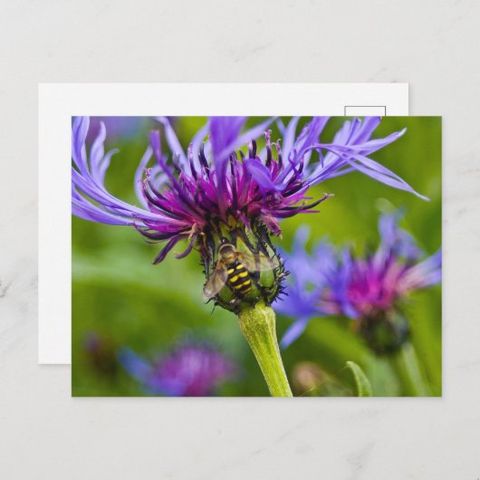 Mooie paarse bloem met honingbij briefkaart (Voorkant / Achterkant)
