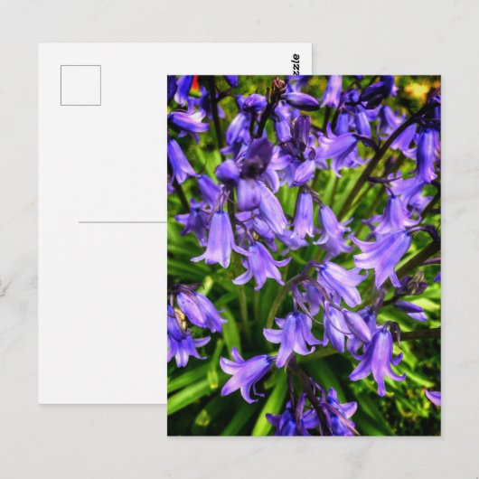 Mooie paarse bloemen briefkaart (Voorkant / Achterkant)