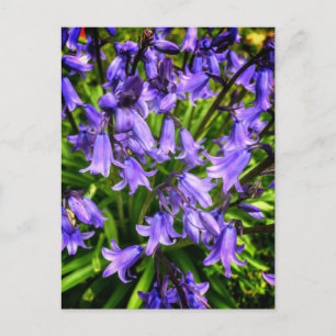 Mooie paarse bloemen briefkaart