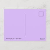 Mooie paarse bloemen Briefkaart (Achterkant)