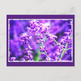Mooie paarse bloemen Briefkaart