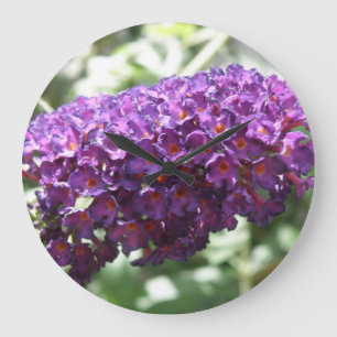Mooie Paarse Buddleia bloeit de Klok van de Muur