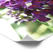 Mooie Paarse Buddleia Bloemen Print (Hoek)