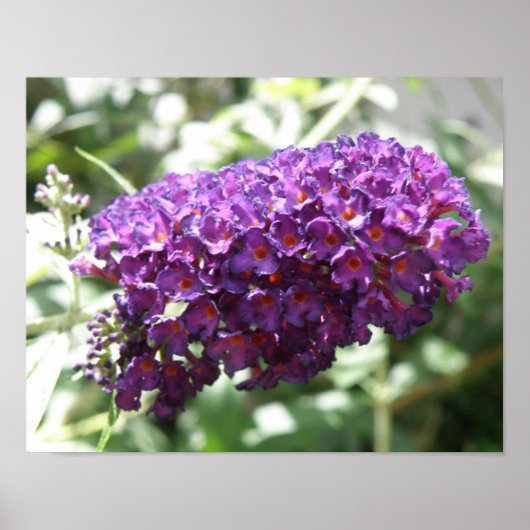 Mooie Paarse Buddleia Bloemen Print (Voorkant)