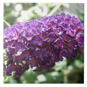 Mooie Paarse Buddleia Flowers Tegel Tegeltje