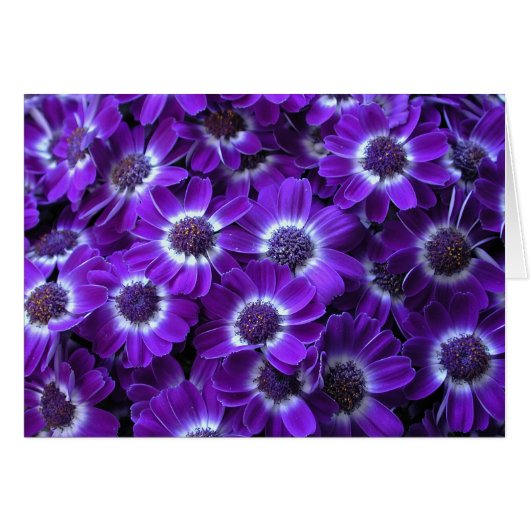 Mooie Paarse Cinerarias (Voorkant Horizontaal)