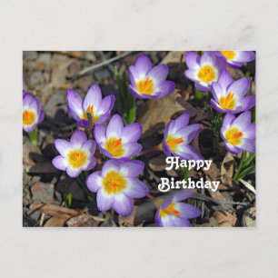 Mooie Paarse Crocus Bloem Foto Verjaardag Briefkaart