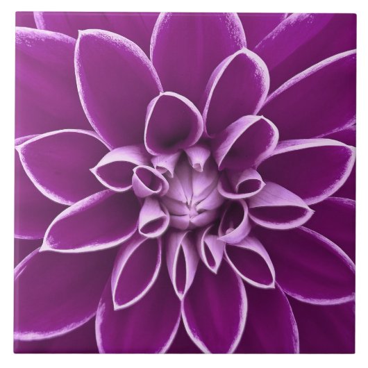 Mooie paarse dagbloem tegeltje (Voorkant)