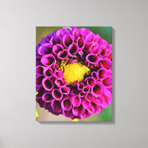 Mooie Paarse Dalia Flower Macrofotografie Canvas Afdruk