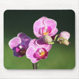 Mooie Paarse en roze orchidee Muismat