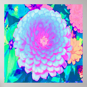 Mooie paarse en roze Zinnia in de zomertuin Poster