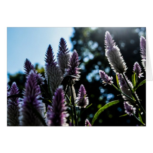 Mooie Paarse Floral Blank kaart (Voorkant Horizontaal)