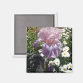 Mooie paarse iris bloem bloem foto magneet (Voorkant / Achterkant)