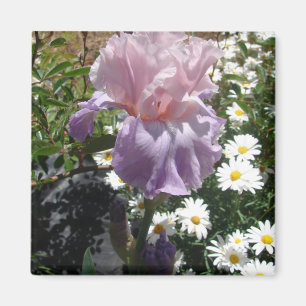 Mooie paarse iris bloem bloem foto magneet