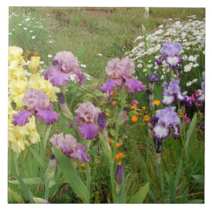 Mooie paarse iris bloem bloem foto tegeltje