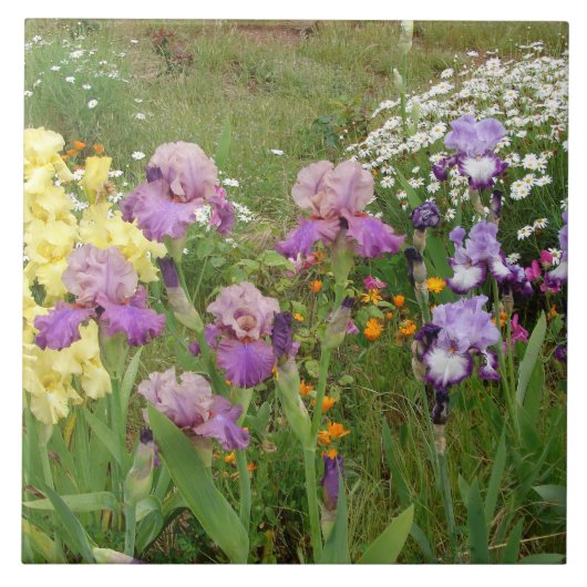Mooie paarse iris bloem bloem foto tegeltje (Voorkant)