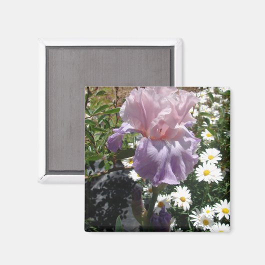 Mooie paarse iris bloem fotofotografie magneet (Voorkant / Achterkant)