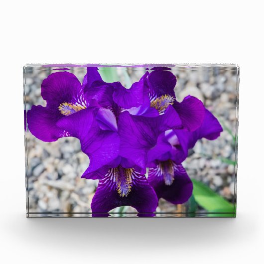 Mooie paarse iris fotoblokken (Voorkant)