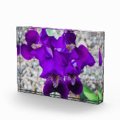 Mooie paarse iris fotoblokken (Rechts)