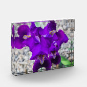 Mooie paarse iris fotoblokken (Links)