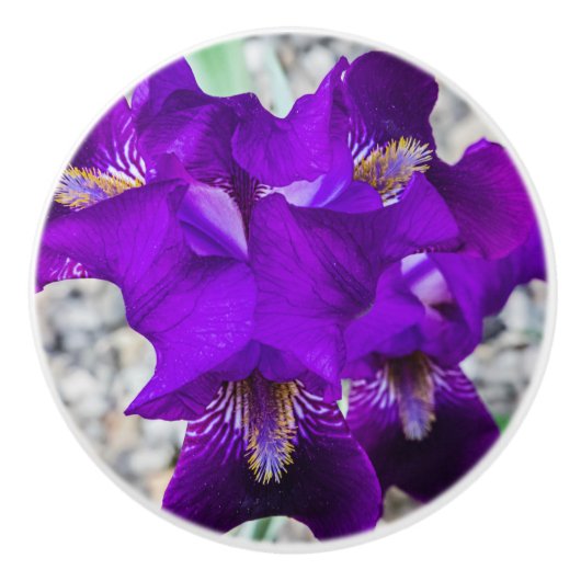 Mooie paarse iris keramische knop (Voorkant)