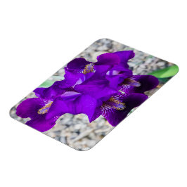 Mooie paarse iris magneet