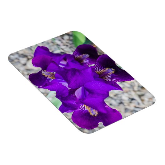 Mooie paarse iris magneet (Rechterzijde)