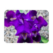 Mooie paarse iris magneet (Horizontaal)