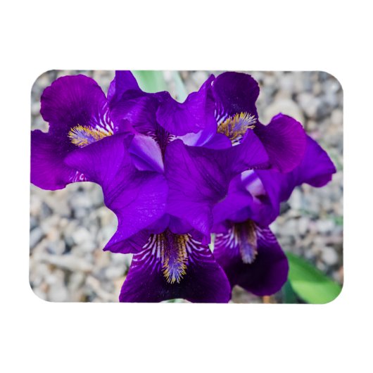 Mooie paarse iris magneet (Horizontaal)