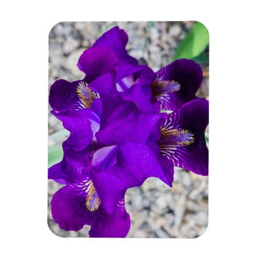 Mooie paarse iris magneet (Verticaal)