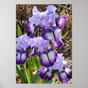 Mooie Paarse Iris Sering Bloem Tuin Poster