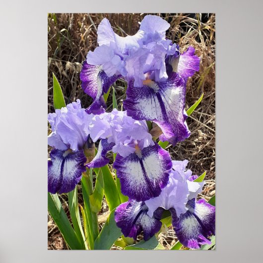 Mooie Paarse Iris Sering Bloem Tuin Poster (Voorkant)