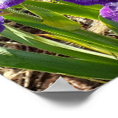 Mooie Paarse Iris Sering Bloem Tuin Poster (Hoek)