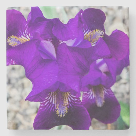 Mooie paarse iris stenen onderzetter (Voorkant)