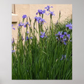 Mooie Paarse Irissen Bloemen Poster (Voorkant)