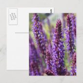Mooie paarse lavendelbloem briefkaart (Voorkant / Achterkant)