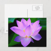 Mooie paarse lotusbloem in water briefkaart (Voorkant / Achterkant)