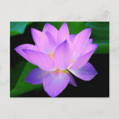 Mooie paarse lotusbloem in water briefkaart (Voorkant)