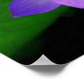 Mooie paarse lotusbloem in water poster (Hoek)