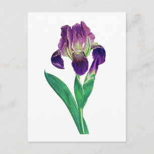 Mooie Paarse Nederlandse Iris Briefkaart
