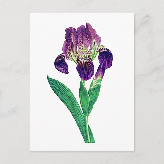 Mooie Paarse Nederlandse Iris Briefkaart (Voorkant)